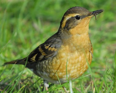 varied thrush BRD5701.jpg