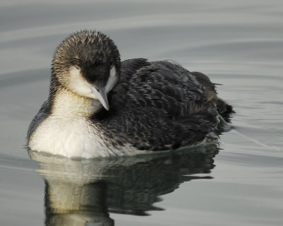 pacific loon BRD6160.jpg