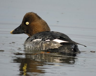 common goldeneye BRD5822.jpg