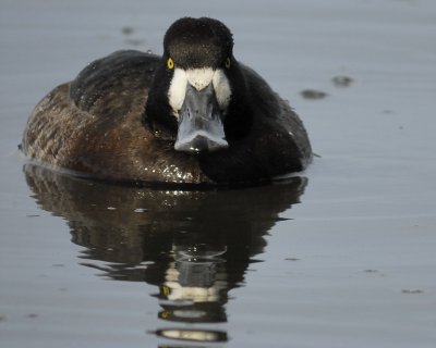 1091j_greater_scaup