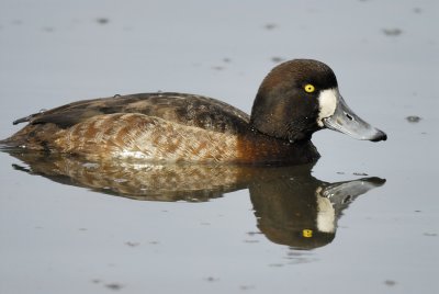 greater scaup BRD5817.jpg