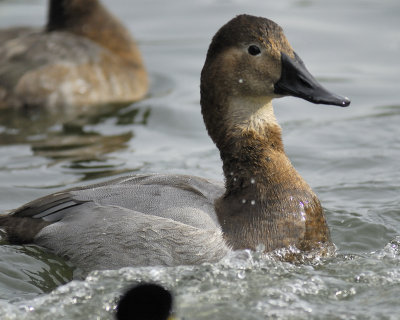 canvasback BRD5879.jpg