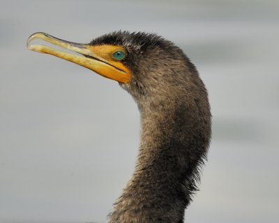 double-crested cormorant BRD5908.jpg