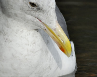 glaucous-winged gull BRD5867.jpg
