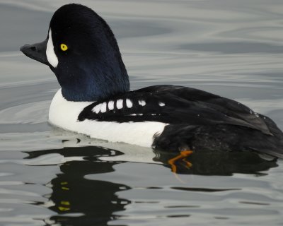 barrow's goldeneye BRD5956.jpg