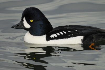 barrow's goldeneye BRD5957.jpg