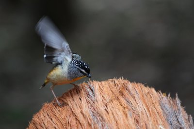 Spotted pardalote_1