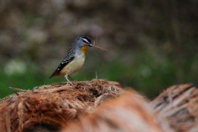 Spotted pardalote_2