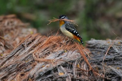 Spotted pardalote_4