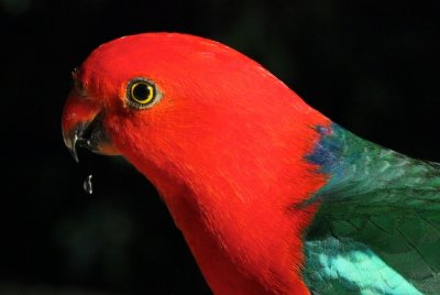 King Parrot male - 2