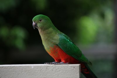 King Parrot female - 2