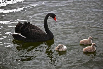 Black Swan 6