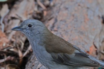 Grey Shrike Thrush 1