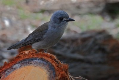 Grey Shrike Thrush Juvenile 1