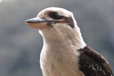 Laughing Kookaburra 1