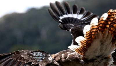 Kookaburra Flight