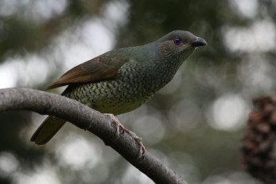 Satin Bower Bird (Female) 1