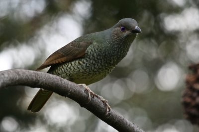 Satin Bower Bird (Female) 2