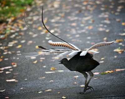 Lyrebird Dancing