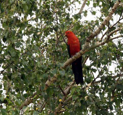 King of the Parrots