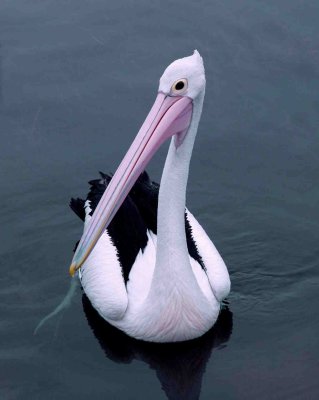 Stately and Serene - Australian Pelican