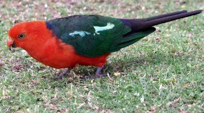 King Parrot