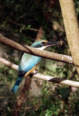 Sacred Kingfisher