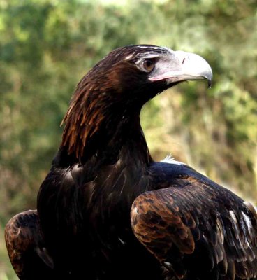 The King - Wedgetail Eagle