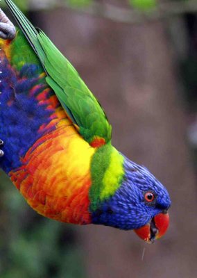 Colours to Dazzle - Rainbow Lorikeet