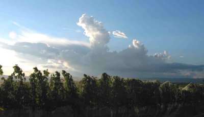 Clouds echoeing vines