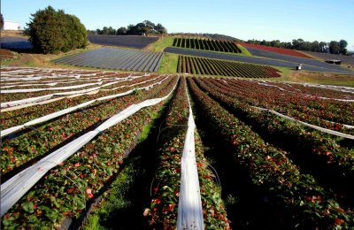 Strawberry Farm - Healesville