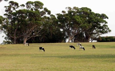 Gippsland Dairy