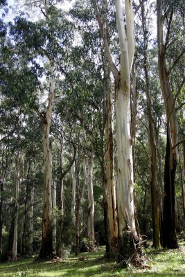 Mountain Ash, Dandenong Ranges