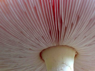 Toadstool Tutu
