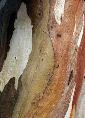 River Redgum Beauty