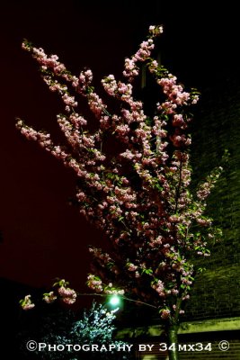 190 cerisiers du Japon