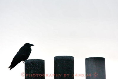 030 raven - corbeau