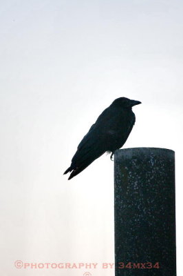 031  raven - corbeau