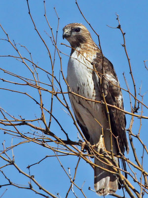 IMG_8108 Red-tailed Hawk eastern.jpg