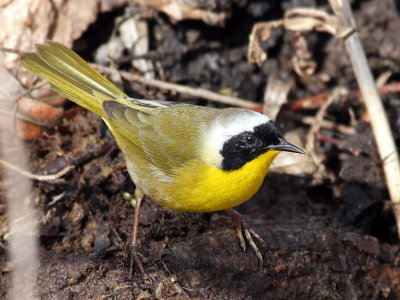 IMG_8043 Common Yellowthroat western.jpg