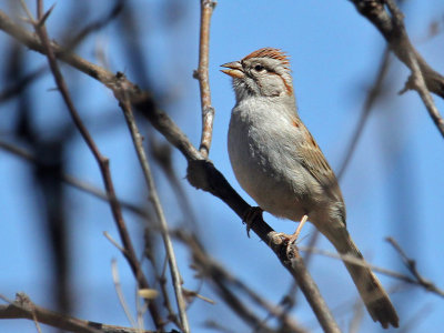 IMG_8847 Rufous-winged Sparrow.jpg