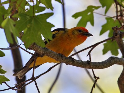 IMG_9158 Hybrid Flame-colored Tanager.jpg