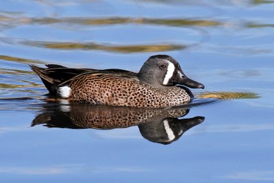 IMG_3448 Blue-winged Teal.jpg