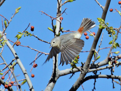 IMG_3958 Lucy's Warbler.jpg