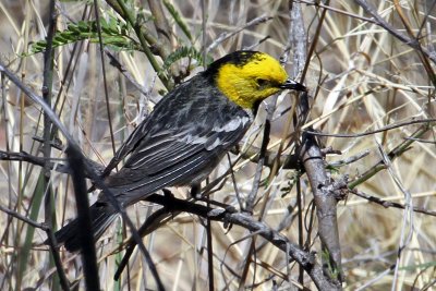 IMG_7059 Hermit Warbler.jpg