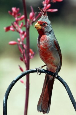 IMG_7572 Pyrrhuloxia male.jpg