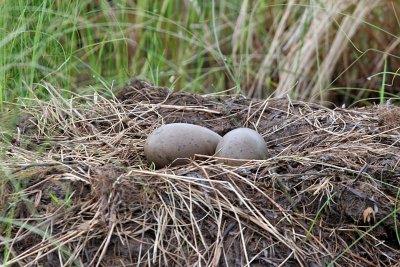 IMG_1309a Loon nest.jpg