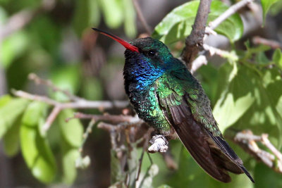 IMG_8005 Broad-billed Hummingbird male.jpg