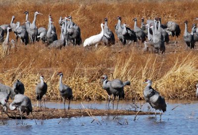 IMG_4380 Leucistic Sandhill Crane .jpg