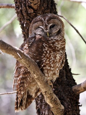 IMG_9869a Mexican Spotted Owl.jpg